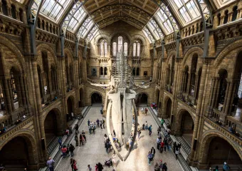International museum day in London: things to know